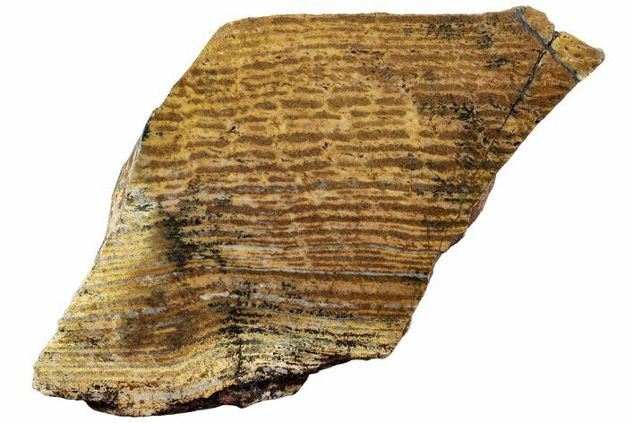 Strelley Pool Stromatolite Section - Billion Years Old #221623